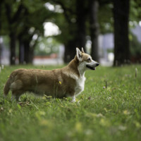 Astersland Firefox