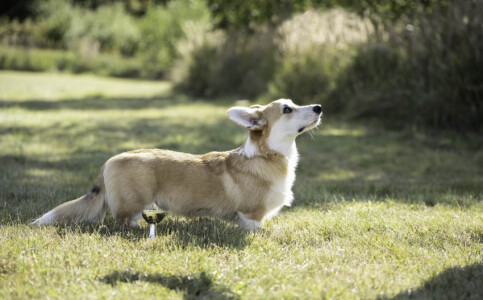 Chess SoPretty Marsh Foxtail Chess SoPretty Marsh Foxtail