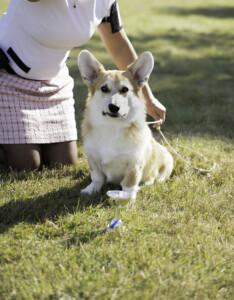 Chess SoPretty Marsh Foxtail Chess SoPretty Marsh Foxtail