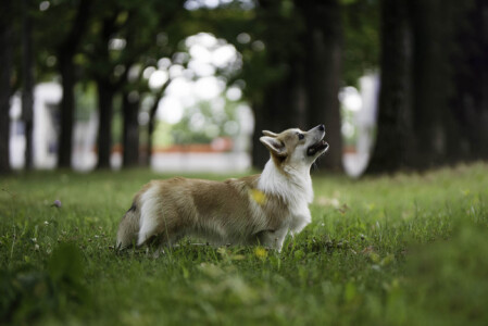 Chess Sopretty Beth Harmon Chess Sopretty Beth Harmon