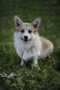 Chess Sopretty Beth Harmon Chess Sopretty Beth Harmon