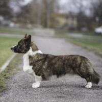 Corgi Na Volge Sherkhan