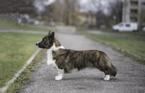 Corgi Na Volge Sherkhan