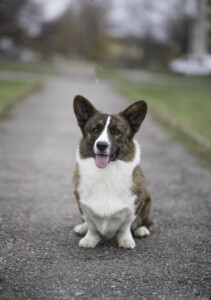 Corgi Na Volge Sherkhan
