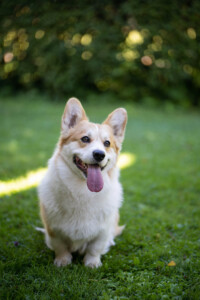 Cry-Baby From Valhalos Sargas Cry-Baby From Valhalos Sargas