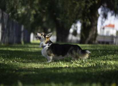 Hunter Buffalo Bill from Valhalos Sargas Hunter Buffalo Bill from Valhalos Sargas