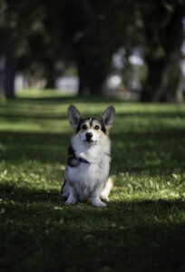 Hunter Buffalo Bill from Valhalos Sargas Hunter Buffalo Bill from Valhalos Sargas