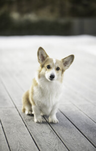 Huntress Annie Oakley Valhalos Sargas Huntress Annie Oakley Valhalos Sargas