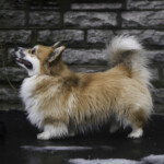 Jackotsy-Bonax Jake Frederik