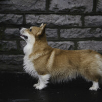Jackotsy-Bonax Joyful Archie