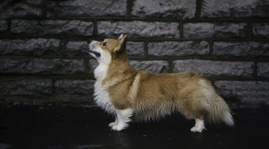 Jackotsy-Bonax Joyful Archie