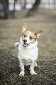 Maksherri Esmeralda