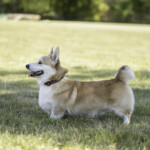Radvila Perkunas Rudens Legendos