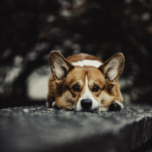 See vanalinnas tehtud portree valiti žürii poolt Rae valla 2020. a fotokonkursil Vaba teema kategoorias I kohale.