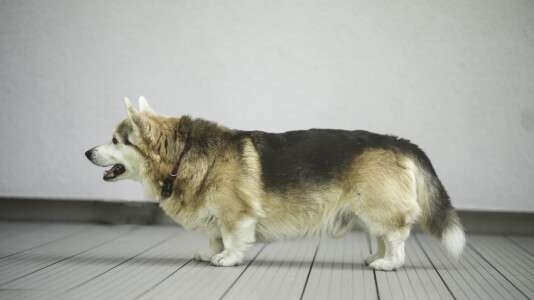 Cosmopaws Absolute Knock Down