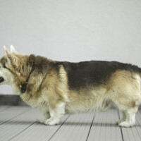Cosmopaws Absolute Knock Down