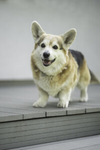 Cosmopaws Absolute Knock Down