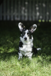 Astersland Bee With An Itch Astersland Bee With An Itch