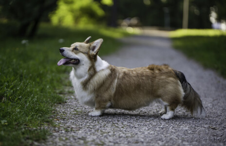 Corgirix Elven Forest