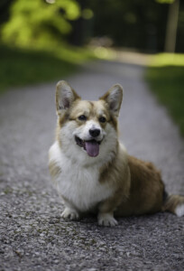 Corgirix Elven Forest