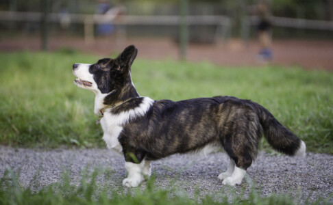 Flutwelle Ruby Rocky
