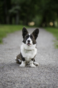 Flutwelle Ruby Rocky