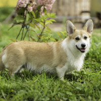 Gaitana DOG FM