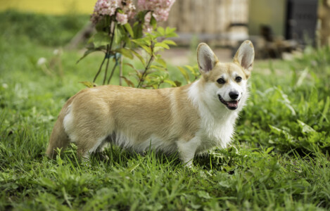 Gaitana DOG FM