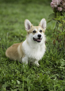 Gaitana DOG FM