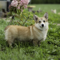 Maraya Kerry DOG FM