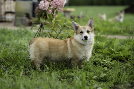 Maraya Kerry DOG FM
