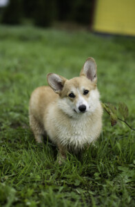 Maraya Kerry DOG FM