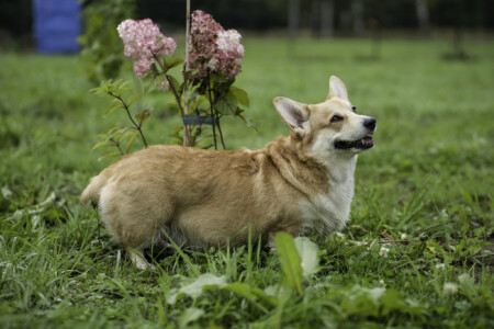 Tiina