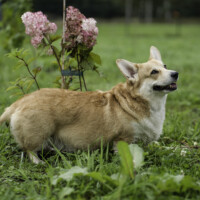 Tiina