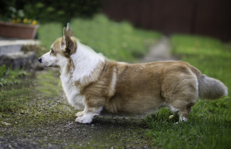 Astersland Golden Memories Astersland Golden Memories