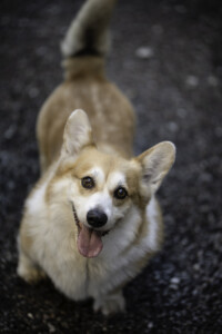 Astersland Golden Memories Astersland Golden Memories