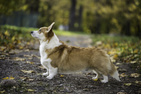 Astersland Quick As Rising Star Astersland Quick As Rising Star