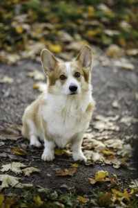 Astersland Quick As Rising Star Astersland Quick As Rising Star