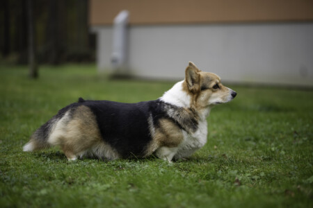 Corgirix Jam Sugar Rush