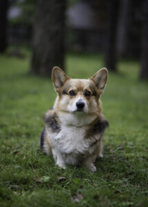 Corgirix Jam Sugar Rush