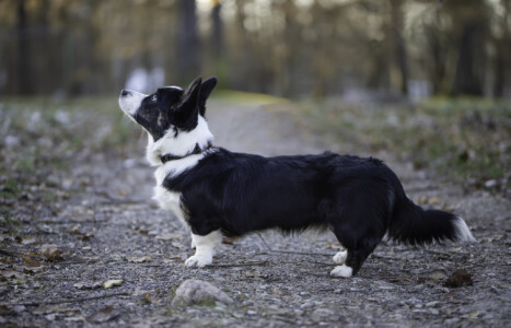 Astersland Better Believe It Astersland Better Believe It