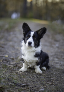 Astersland Better Believe It Astersland Better Believe It