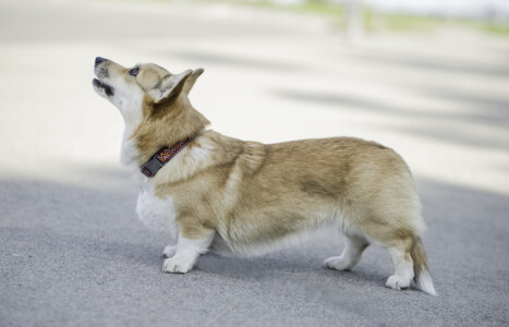 Cosmopaws Sweet Wisteria Cosmopaws Sweet Wisteria