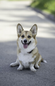 Cosmopaws Sweet Wisteria Cosmopaws Sweet Wisteria