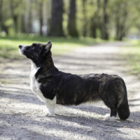 Dom Corgi Echo Of Dream