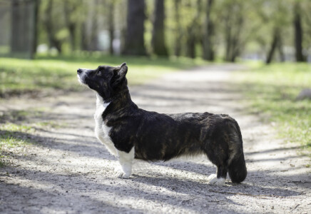 Dom Corgi Echo Of Dream