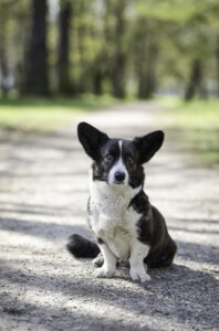 Dom Corgi Echo Of Dream