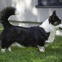 Astersland Coconut