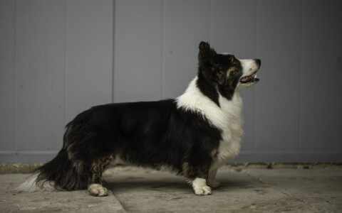 Flutwelle Ruby Reja