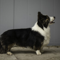 Flutwelle Ruby Reja
